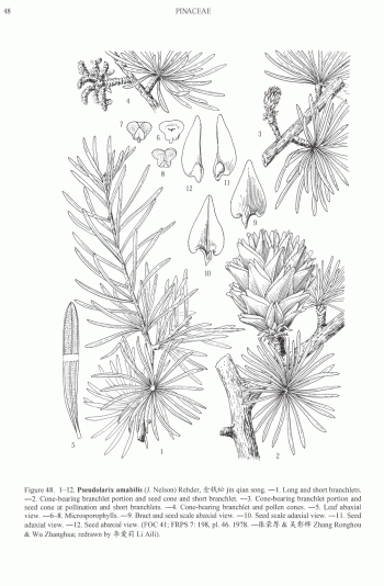 Pseudolarix amabilis