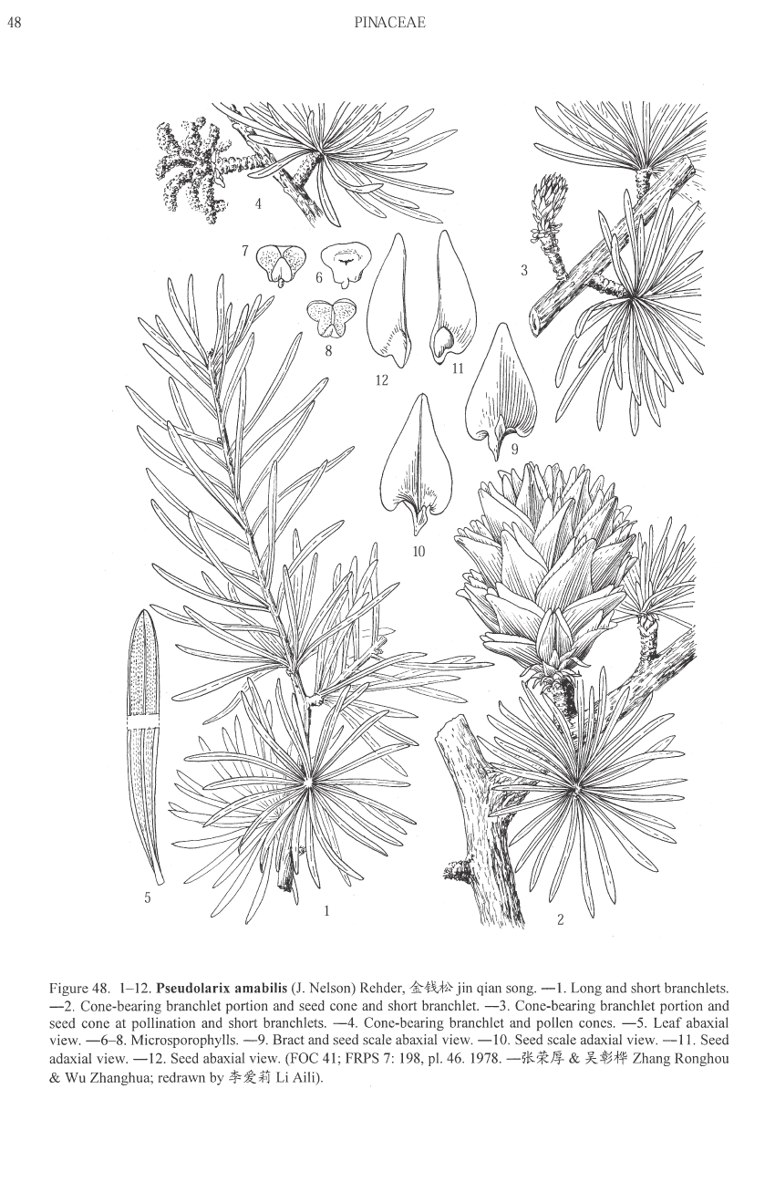 Pseudolarix amabilis