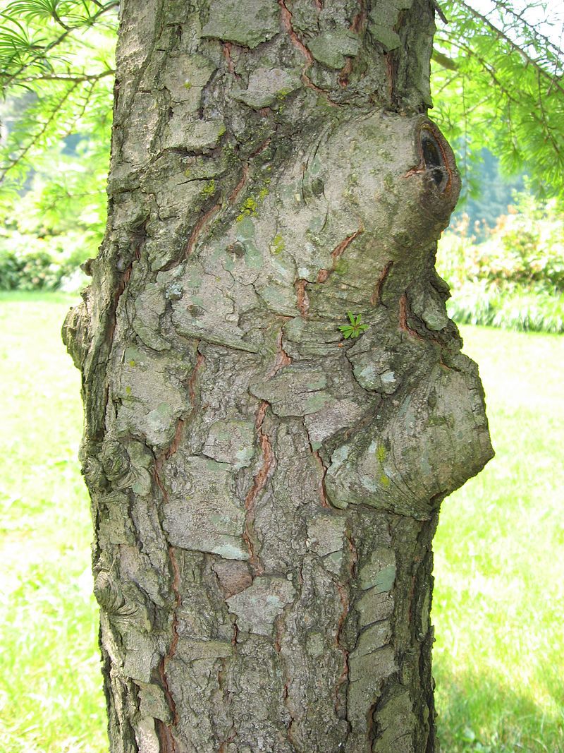 Pseudolarix amabilis