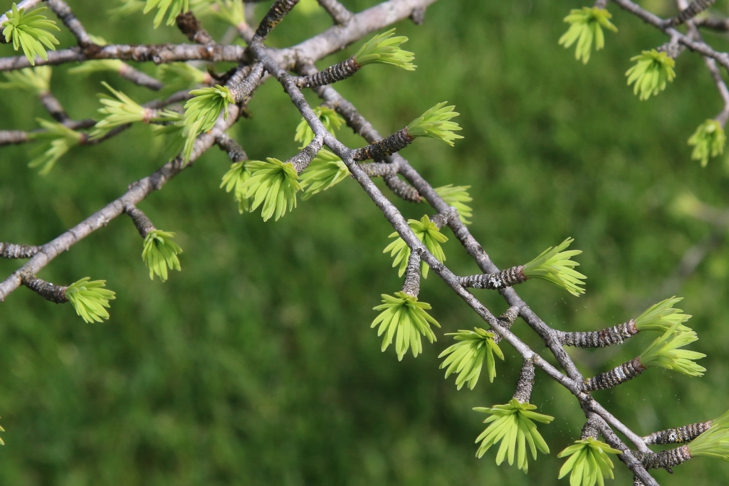 Pseudolarix amabilis