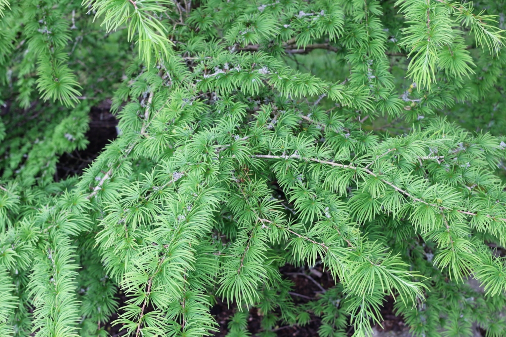 Pseudolarix amabilis