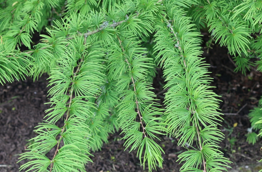Pseudolarix amabilis