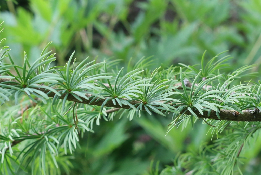Pseudolarix amabilis