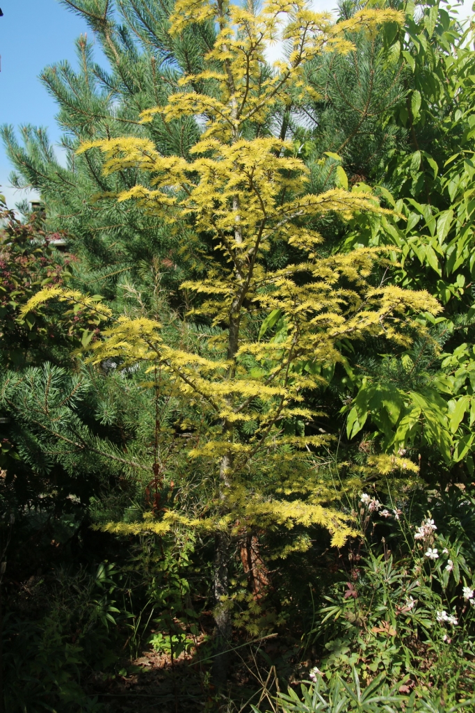 Pseudolarix amabilis