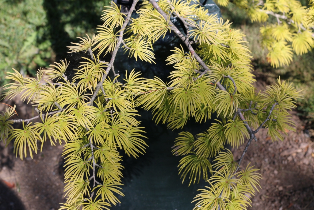 Pseudolarix amabilis