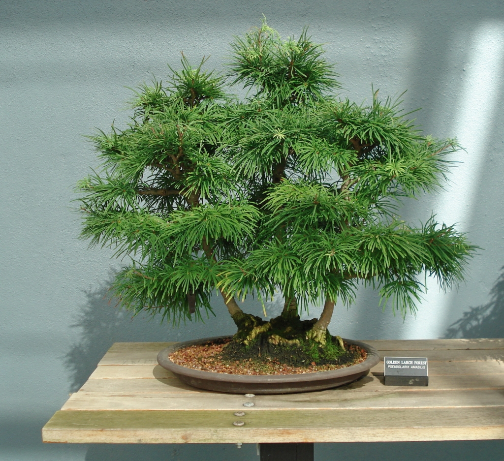 Pseudolarix amabilis