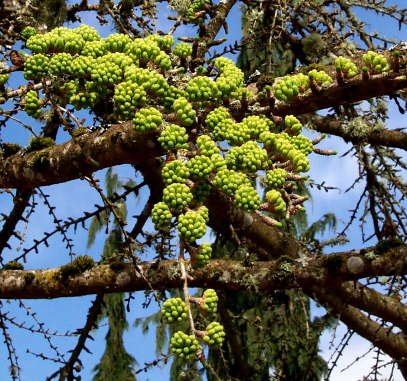 Pseudolarix amabilis