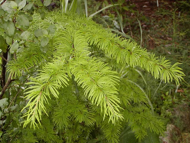 Pseudolarix amabilis