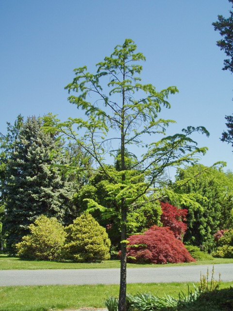 Pseudolarix amabilis