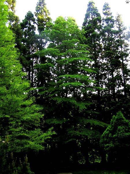 Pseudolarix amabilis