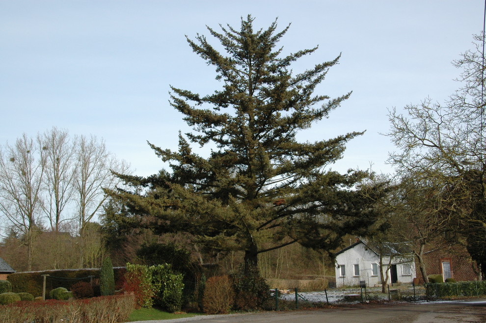 Picea alcoquiana