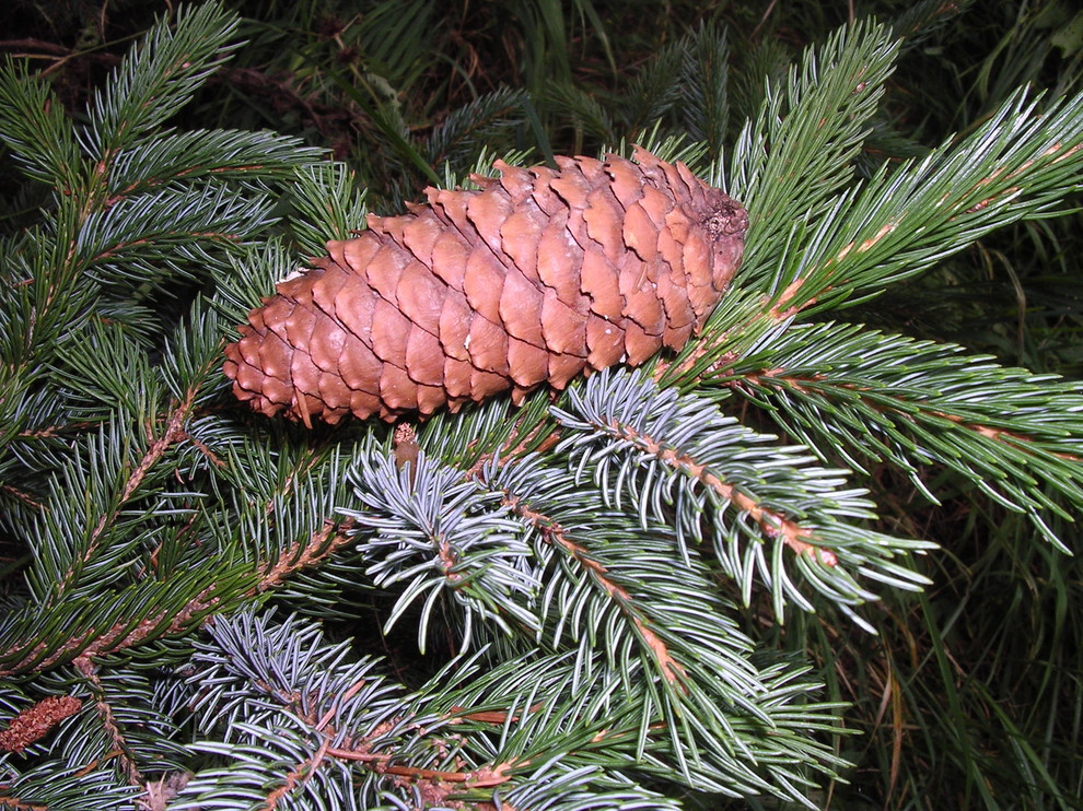 Picea alcoquiana