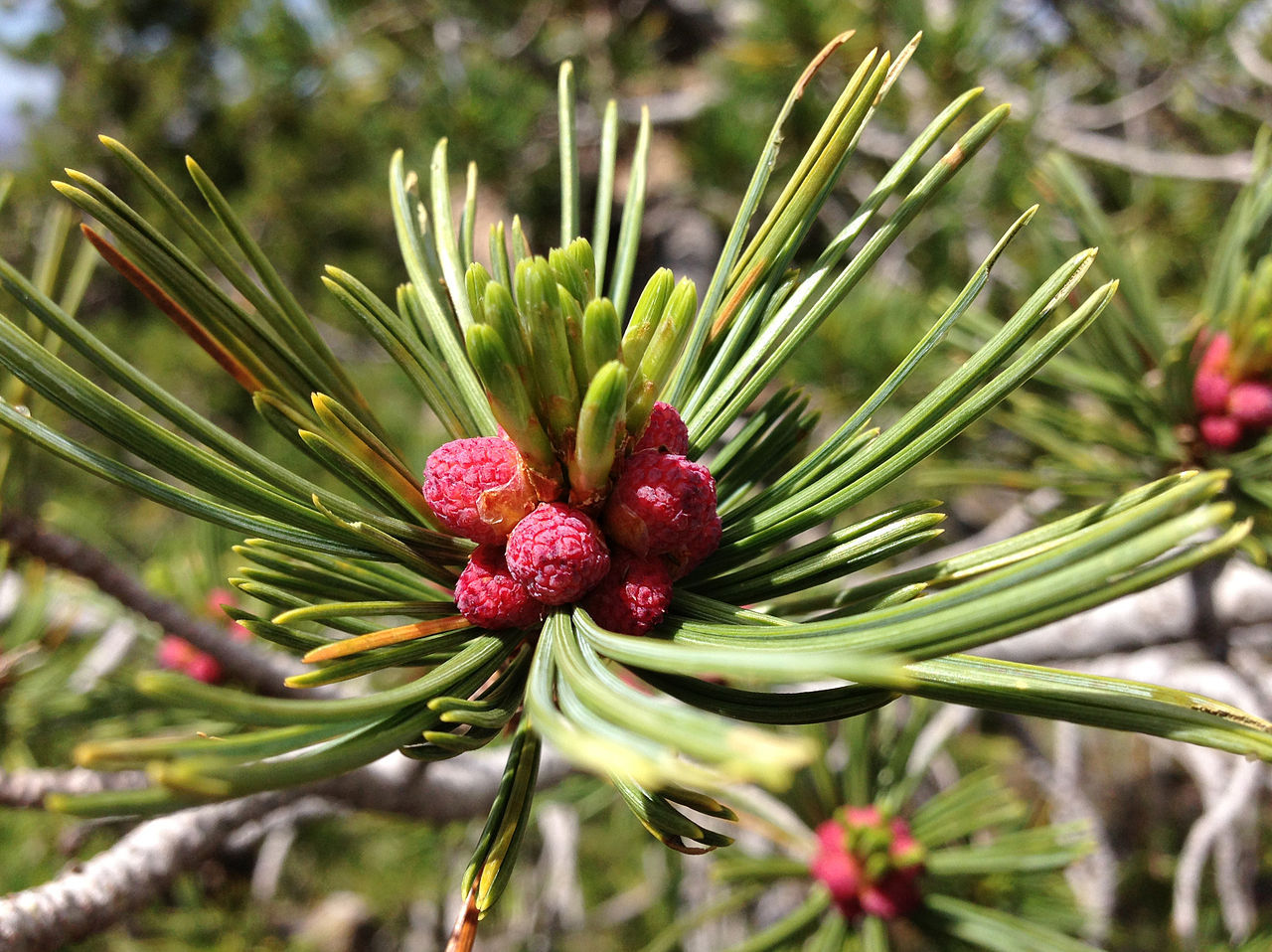 Pinus albicaulis