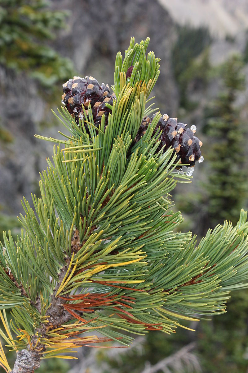 Pinus albicaulis