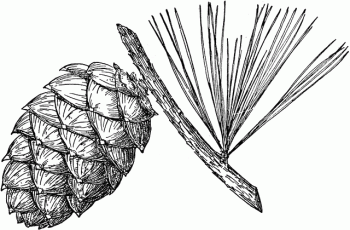 Pinus albicaulis