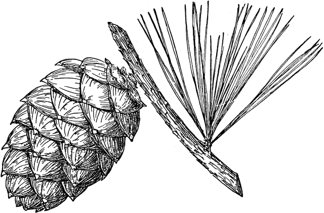 Pinus albicaulis