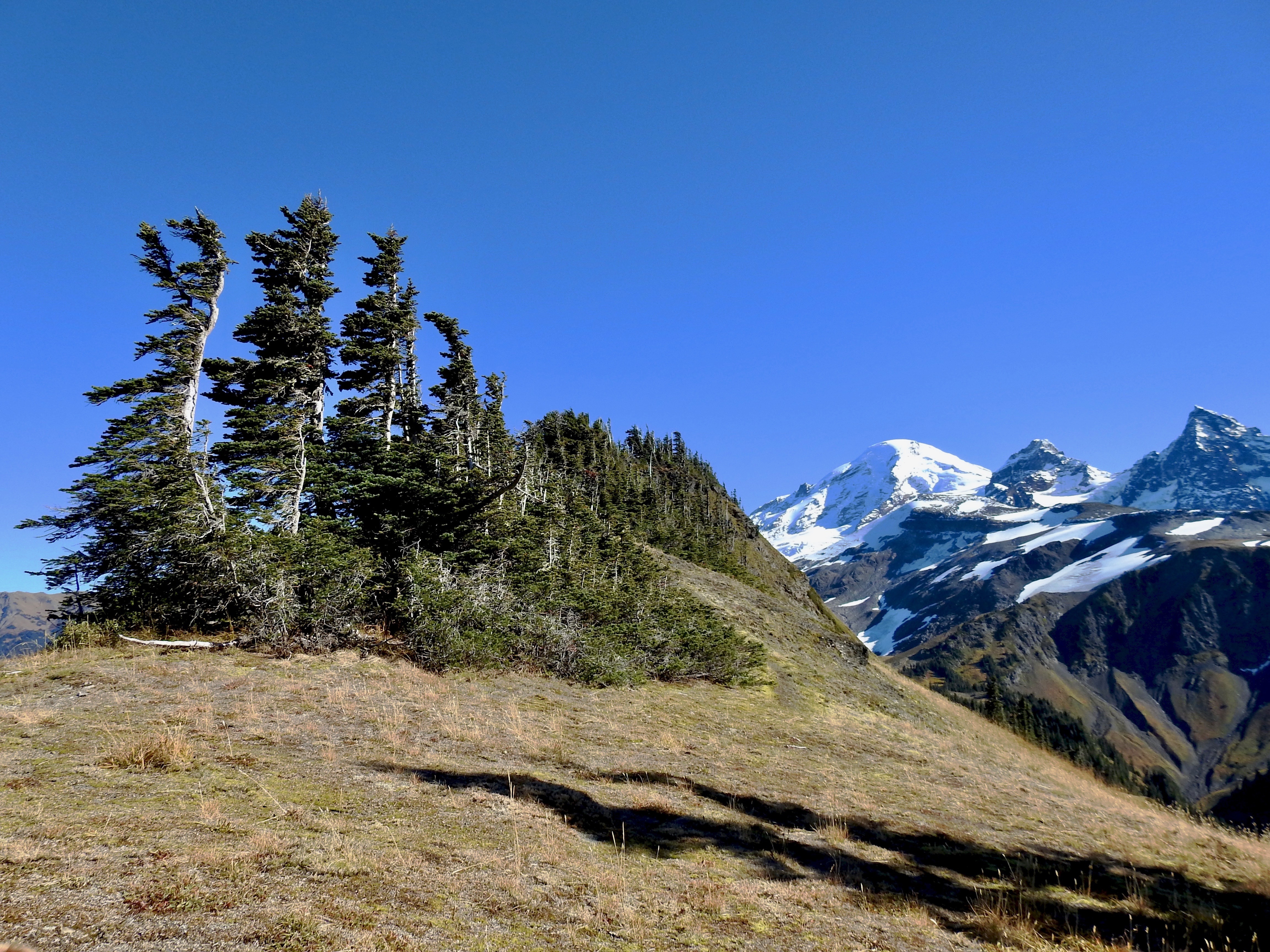 Pinus albicaulis