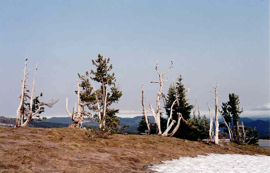 Pinus albicaulis