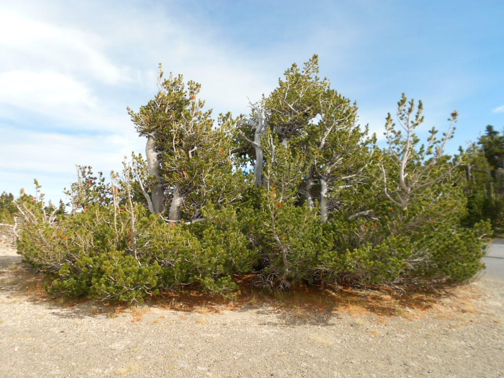 Pinus albicaulis