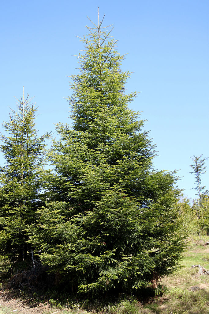 Abies alba