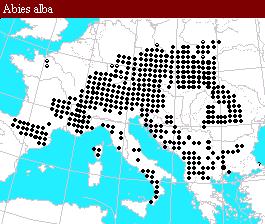 Abies alba