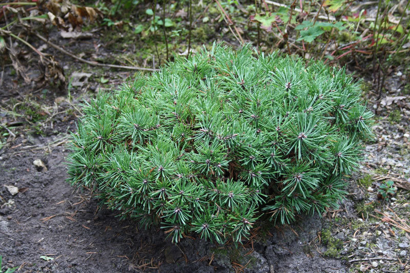 Pinus uncinata 