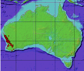 Actinostrobus acuminatus