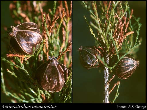 Actinostrobus acuminatus