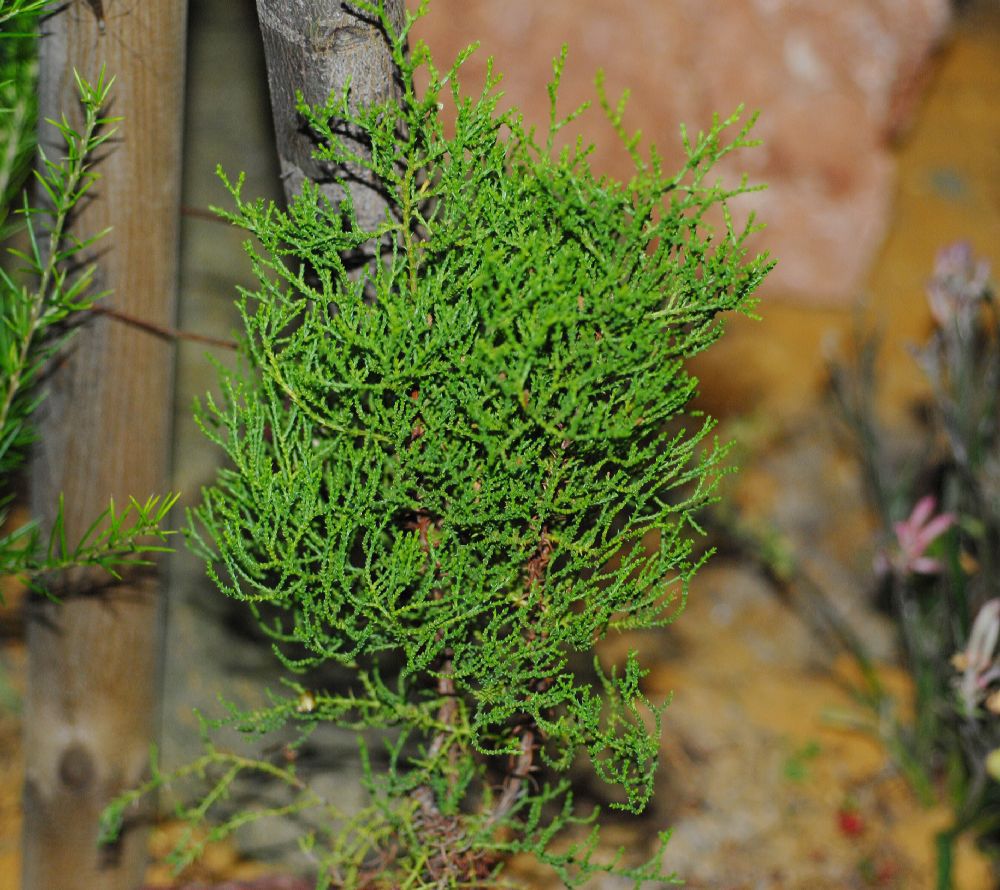 Actinostrobus acuminatus