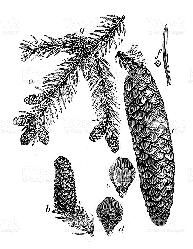 Picea abies