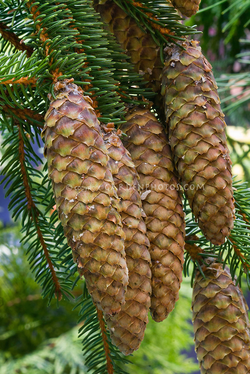 Picea abies