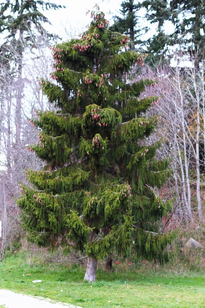 Picea abies