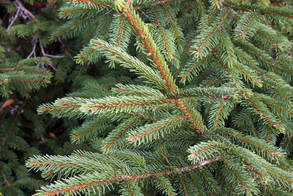 Picea abies