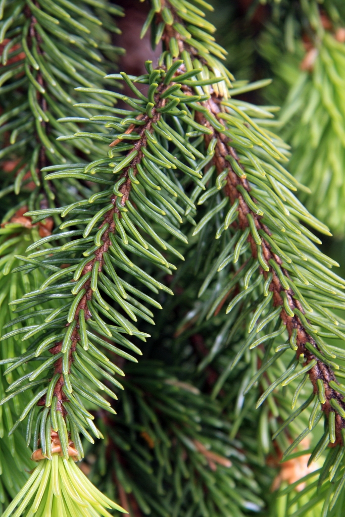 Picea abies