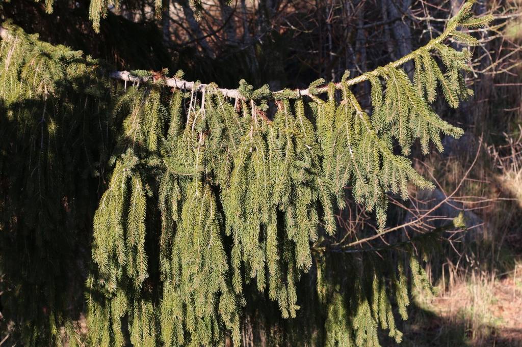 Picea abies