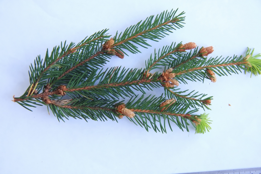 Picea abies