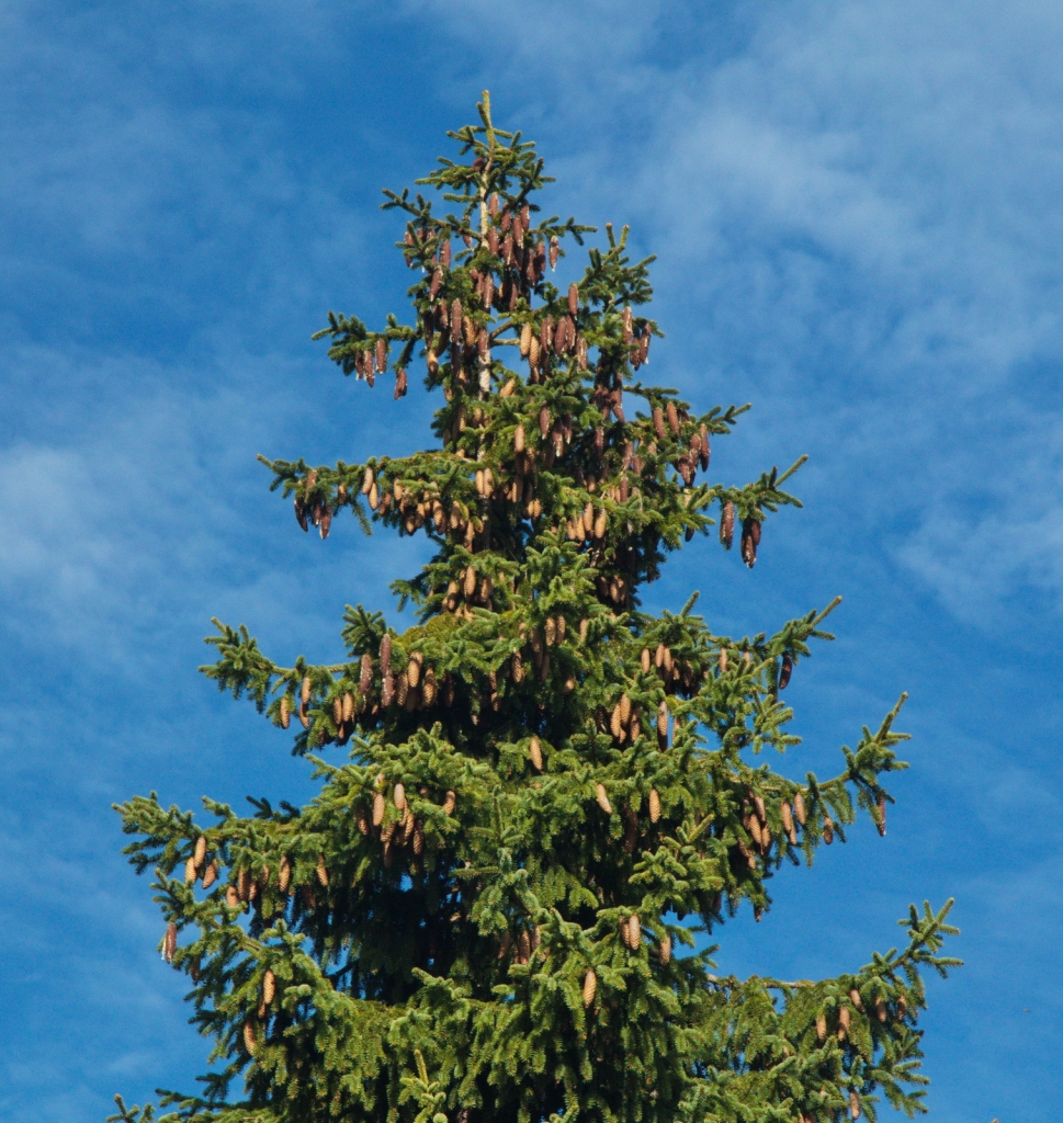 Picea abies
