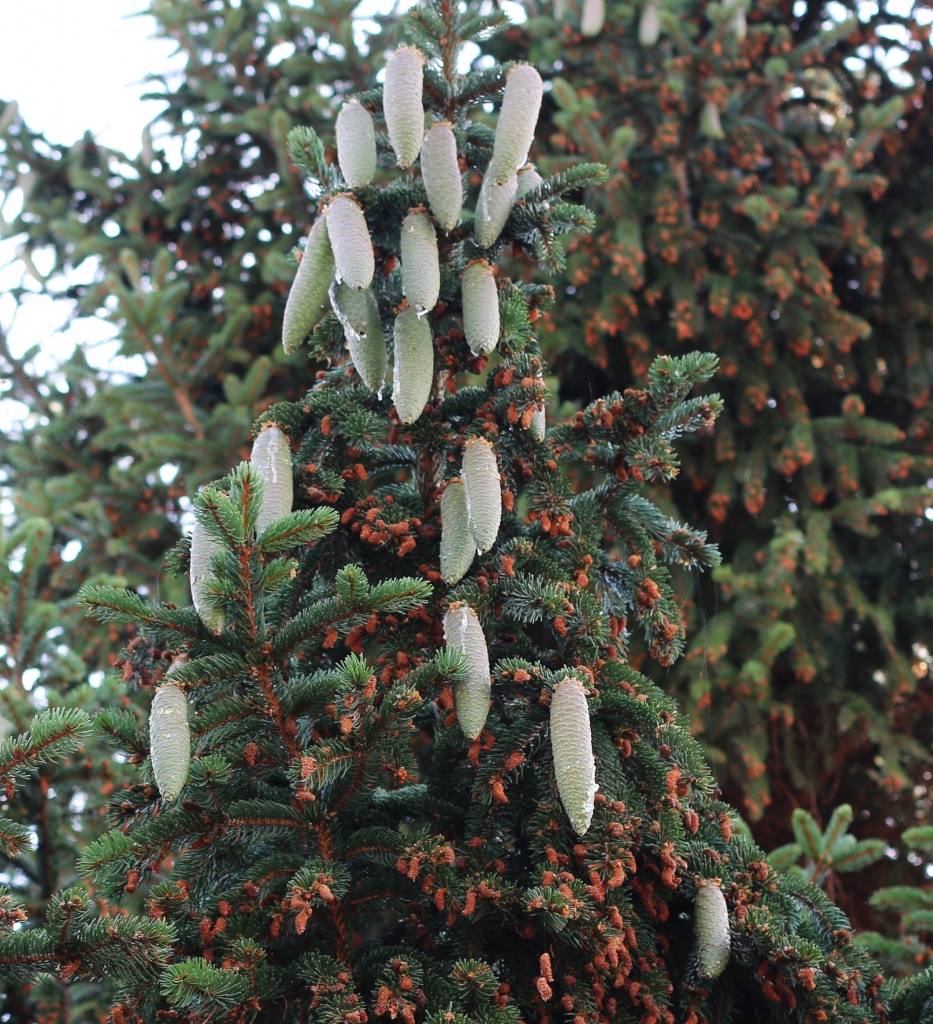 Picea abies