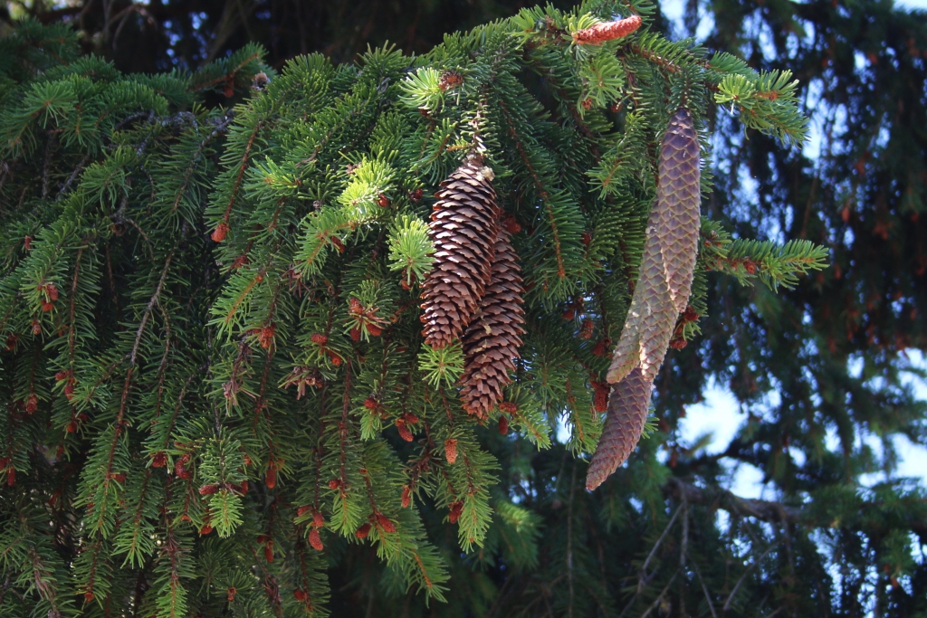 Picea abies