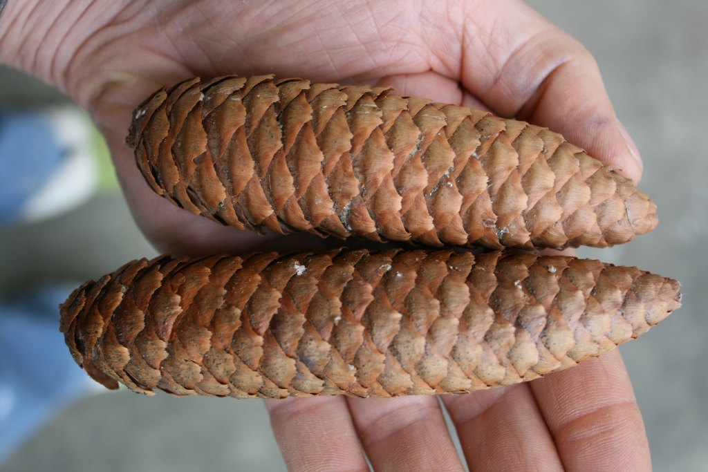 Picea abies