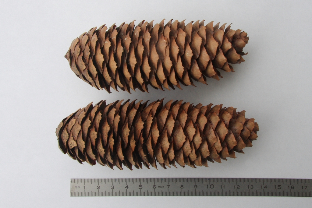 Picea abies