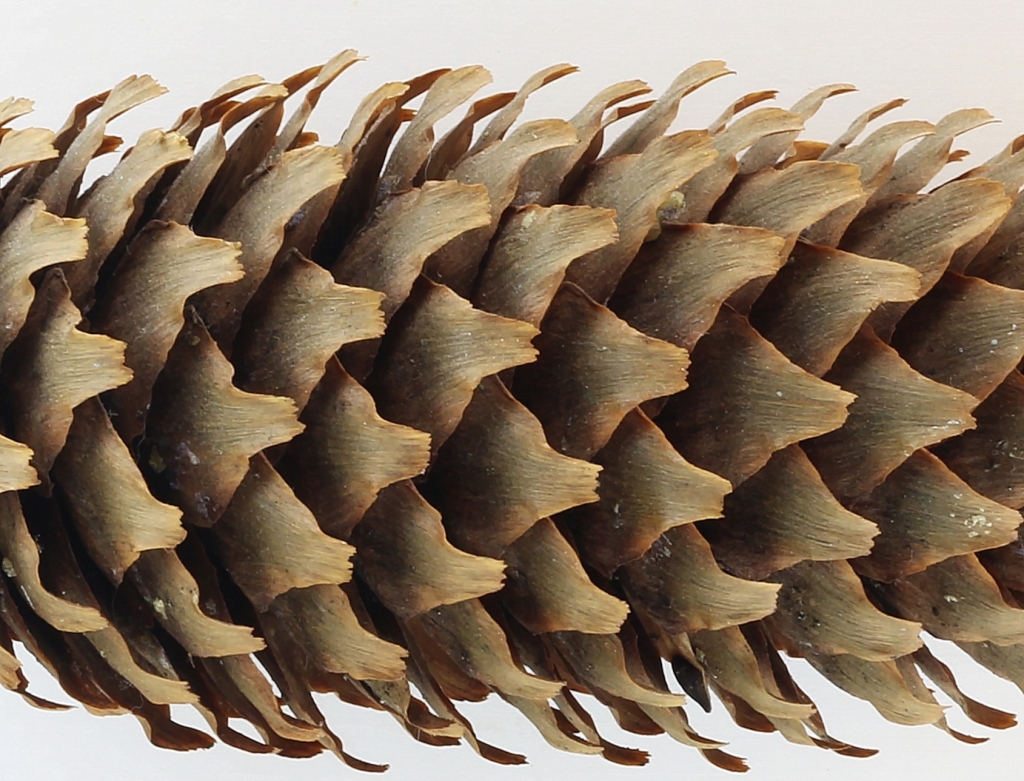Picea abies