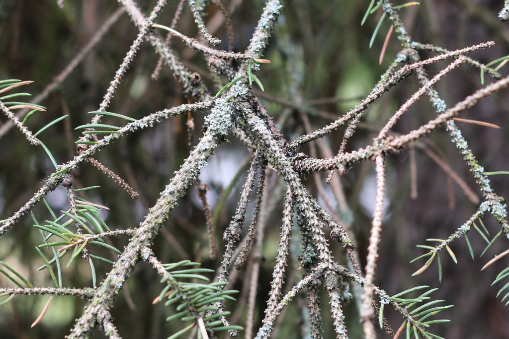 Picea abies
