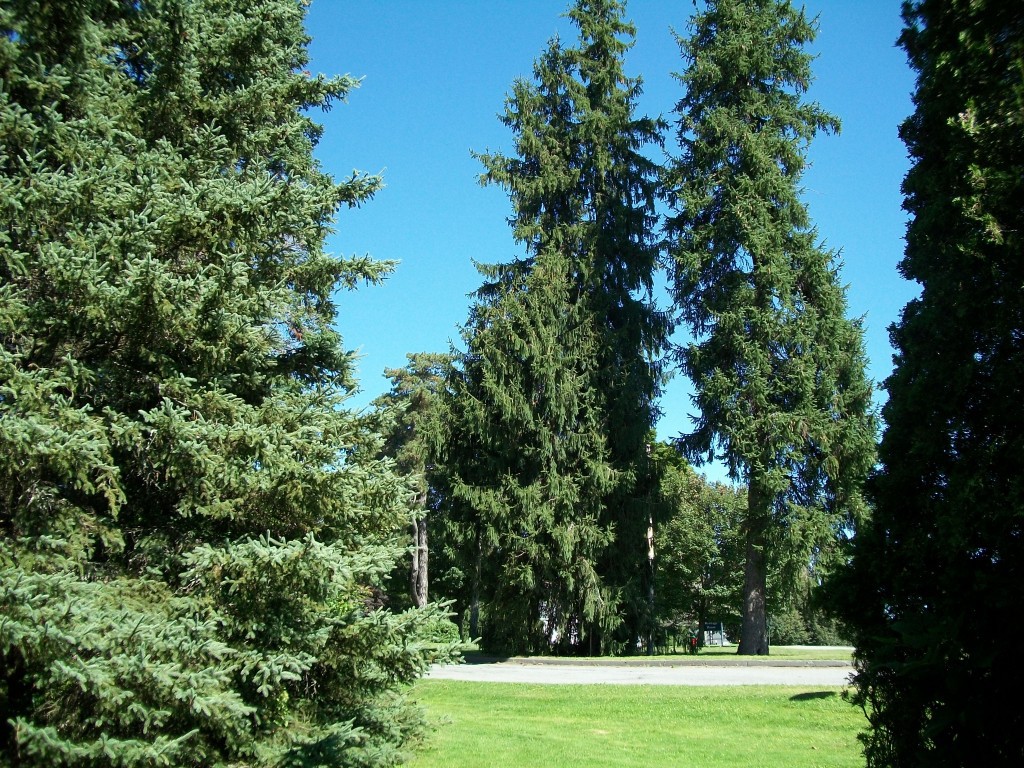 Picea abies