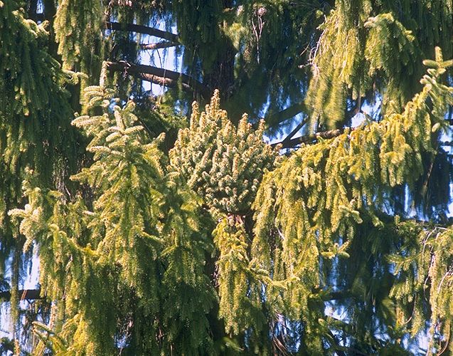 Picea abies