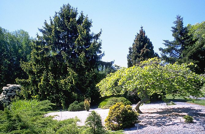 Picea abies
