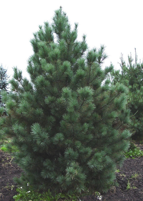 Pinus strobus × ayacahuite