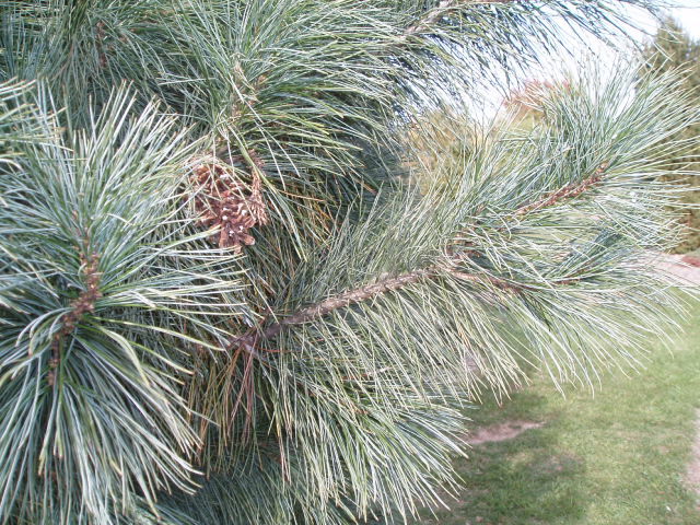 Pinus strobus × ayacahuite
