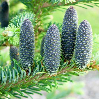 Abies koreana x lasiocarpa