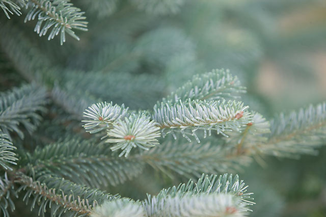 Abies koreana x lasiocarpa